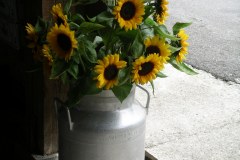 sonnenblumen-7