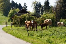 tiere